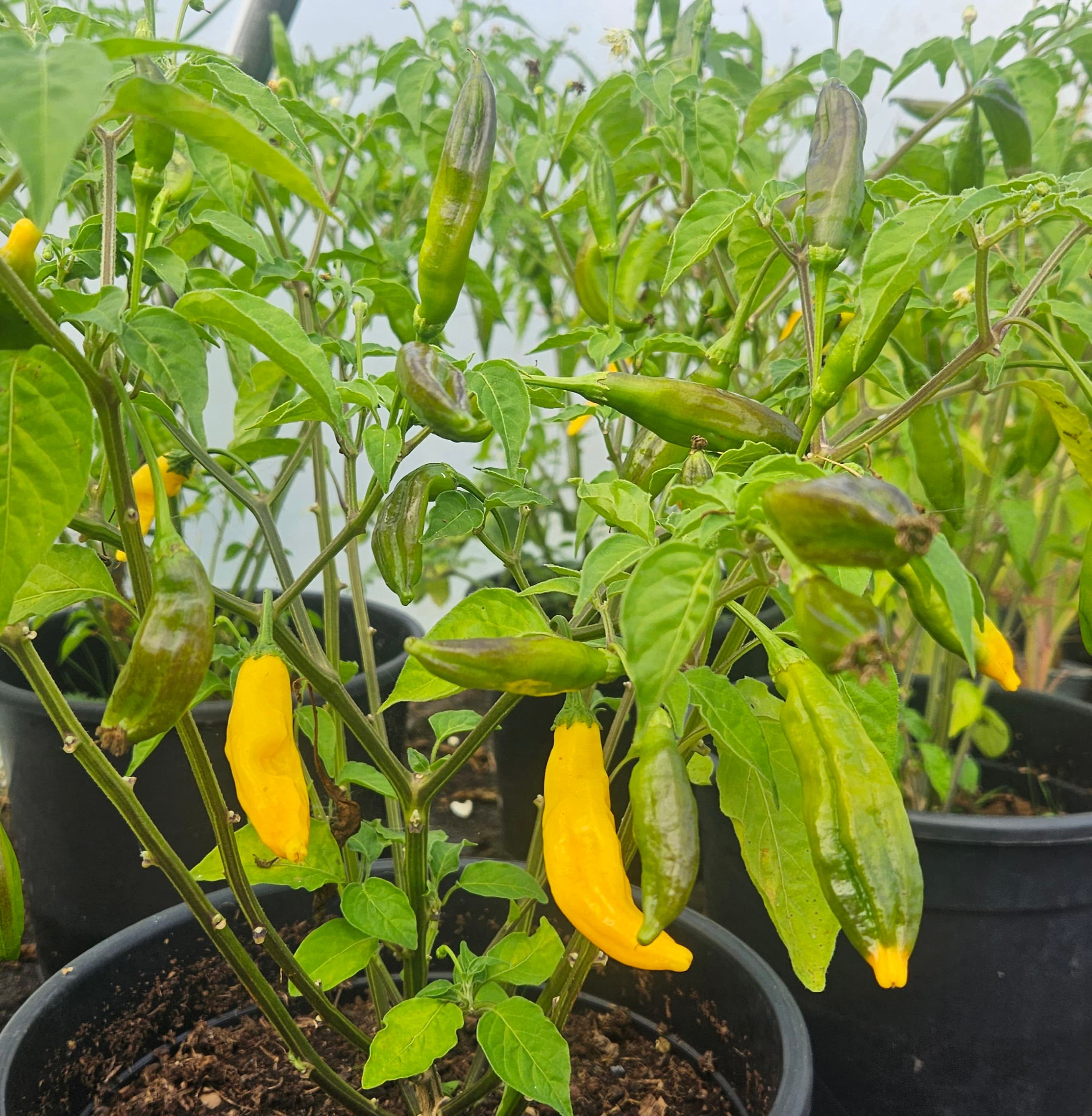 Chilli Peppers - Aji Lemon (50g)
